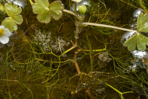 Image of Ranunculus saniculifolius by (c) Eleftherios Katsillis, some rights reserved (CC BY)