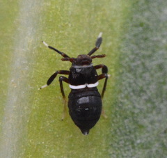 Pissonotus