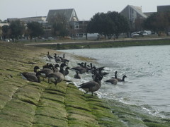 Branta bernicla