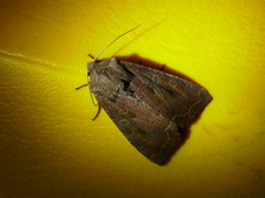 Sarcopolia illoba