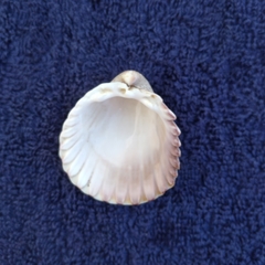 Trachycardium procerum