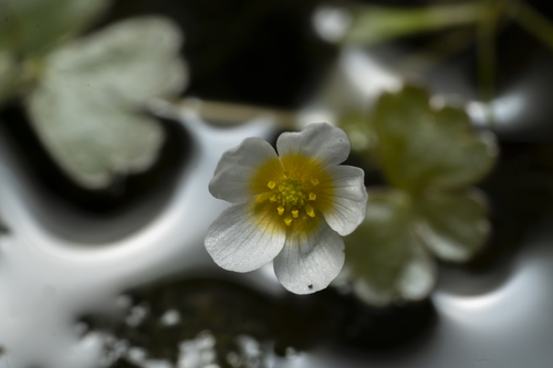 Image of Ranunculus saniculifolius by (c) Eleftherios Katsillis, some rights reserved (CC BY)