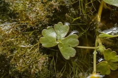 Ranunculus saniculifolius