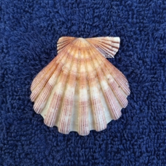 Nodipecten subnodosus