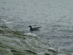 Branta bernicla