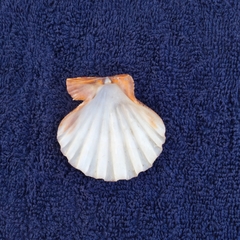 Nodipecten subnodosus