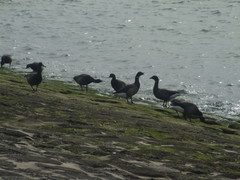 Branta bernicla