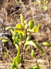 Asimina reticulata