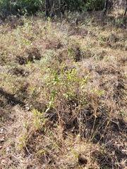 Asimina reticulata