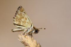 Muschampia stauderi