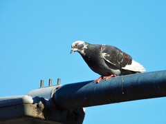 Columba livia domestica