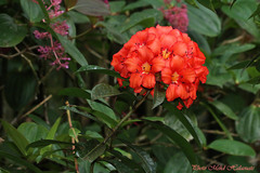 Rhododendron javanicum