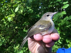 Vireo bellii bellii