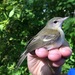 Eastern Bell's Vireo - Photo no rights reserved, uploaded by Alan Kneidel
