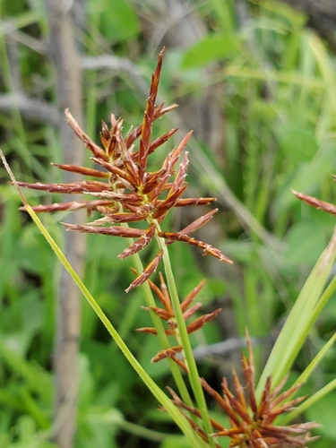 Cyperus fulgens image