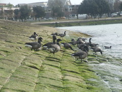 Branta bernicla