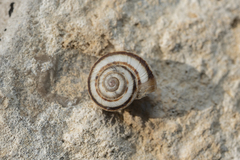 Xerocrassa cretica