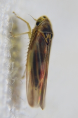 Mexigina oculata