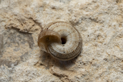 Xerocrassa cretica