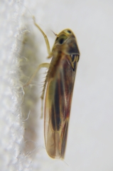 Mexigina oculata