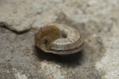 Xerocrassa cretica