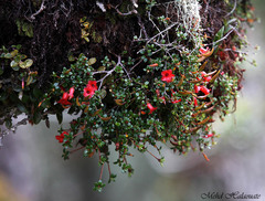 Rhododendron rubineiflorum