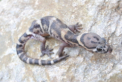 Coleonyx mitratus
