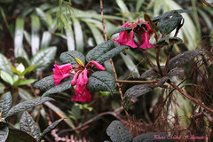 Rhododendron rugosum