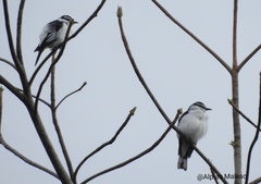 Lalage leucopygialis