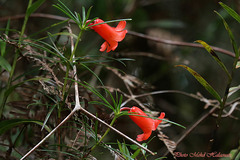 Rhododendron stenophyllum angustifolium