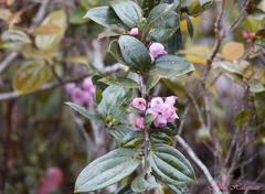Dimorphanthera kempteriana