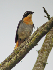 Cossypha caffra iolaema