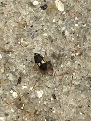 Hydroglyphus geminus