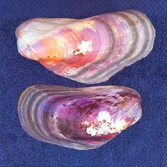 Modiolus capax