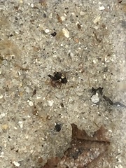 Hydroglyphus geminus