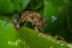 Chalepistes costifer