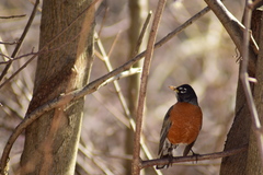 Turdus migratorius