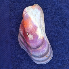 Modiolus capax