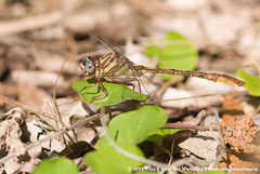 Phanogomphus cavillaris