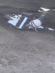Columba livia domestica