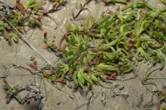 Chlamydophora tridentata