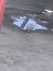 Columba livia domestica