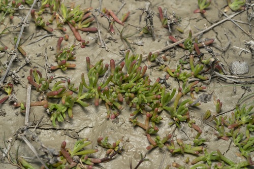 Image of Chlamydophora tridentata by (c) Eleftherios Katsillis, some rights reserved (CC BY)