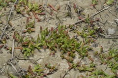 Chlamydophora tridentata