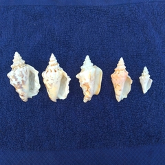 Persististrombus granulatus