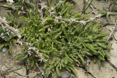 Chlamydophora tridentata