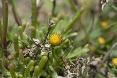 Chlamydophora tridentata