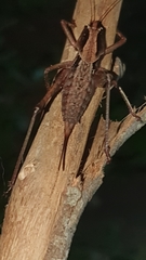 Alfredectes semiaeneus