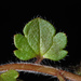 Veronica hederifolia-sublobata-triloba - Photo (c) Douglas Goldman, μερικά δικαιώματα διατηρούνται (CC BY-NC), uploaded by Douglas Goldman