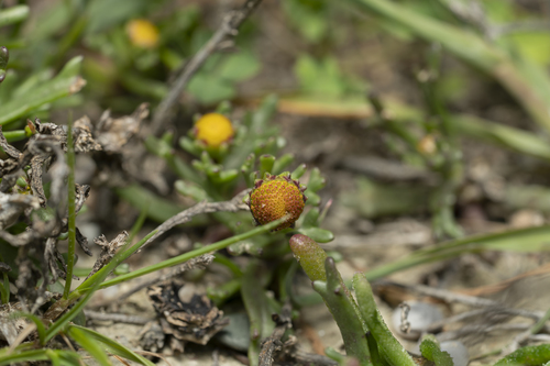 Image of Chlamydophora tridentata by (c) Eleftherios Katsillis, some rights reserved (CC BY)